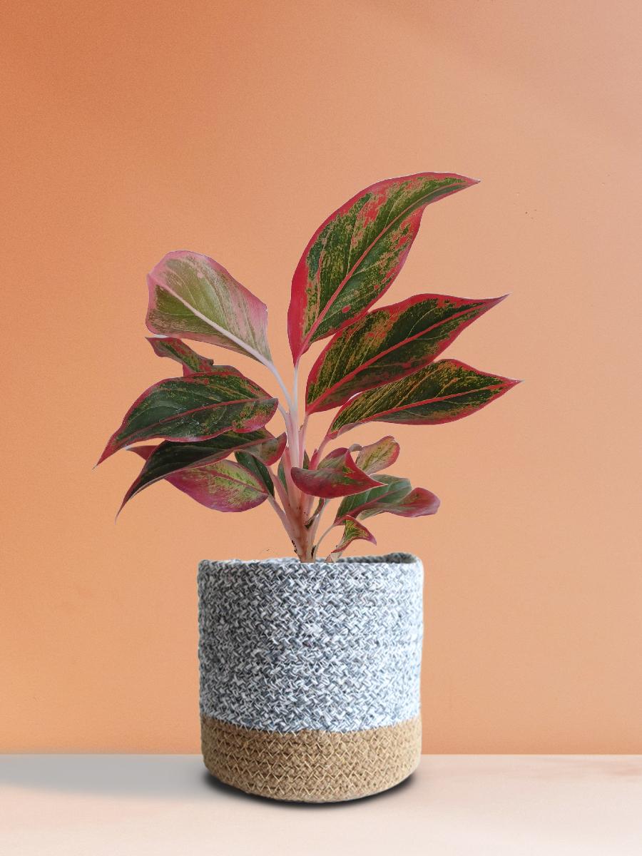 Aglaonema Red Lipstick Plant Gift in Eco Pot (Medium)