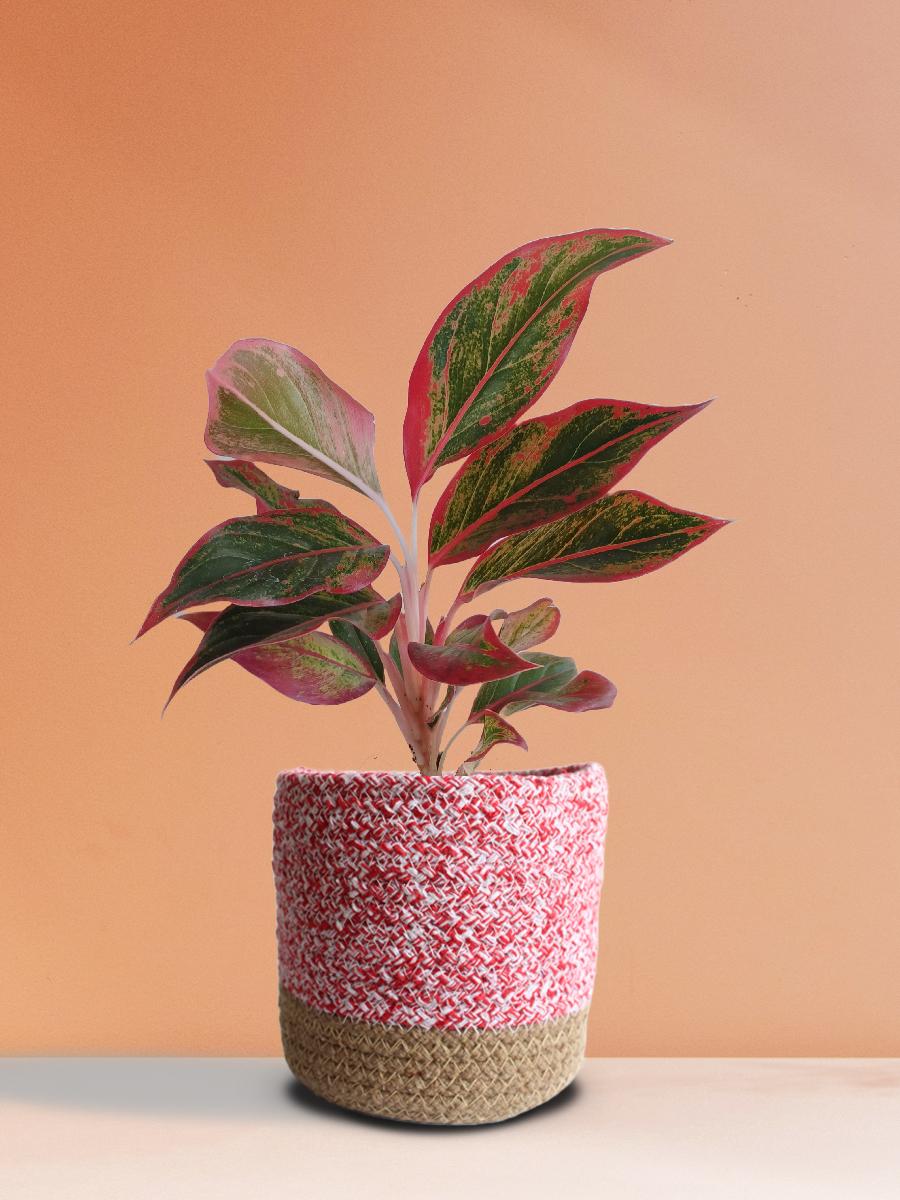 Aglaonema Red Lipstick Plant Gift in Eco Pot (Medium)