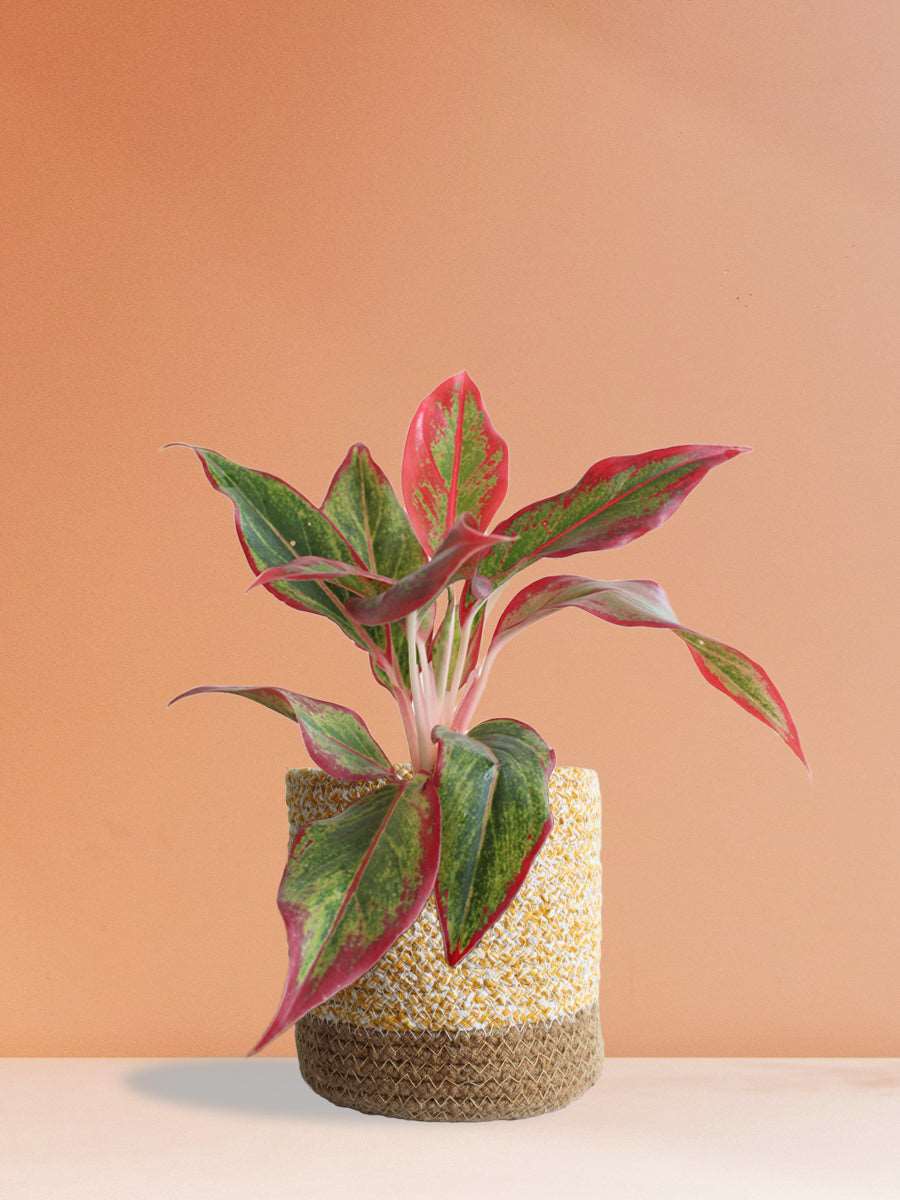 Shop Medium houseplant Aglaonema red lipstick in high quality yellow cotton planter in India