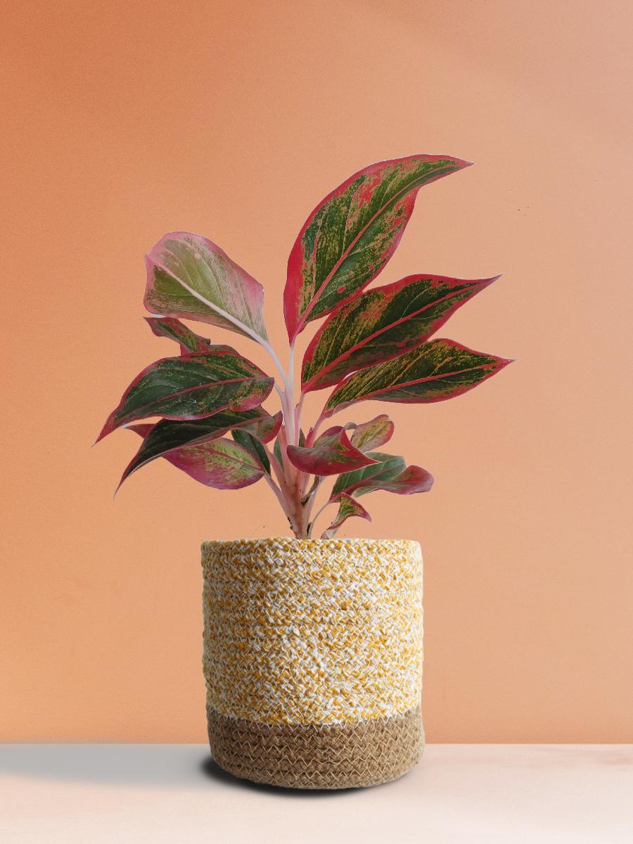 Aglaonema Red Lipstick Plant Gift in Eco Pot (Medium)