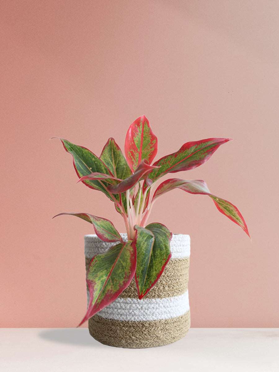 Buy gorgeous plant Aglaonema red lipstick in high quality brown jute pot online