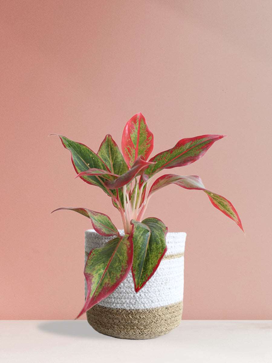 Gift colorful Aglaonema red lipstick plant in premium white jute planter in India