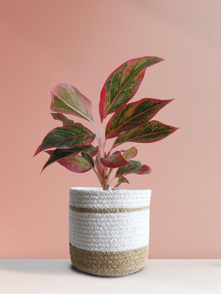 Aglaonema Red Lipstick Plant Gift in Eco Pot (Medium)