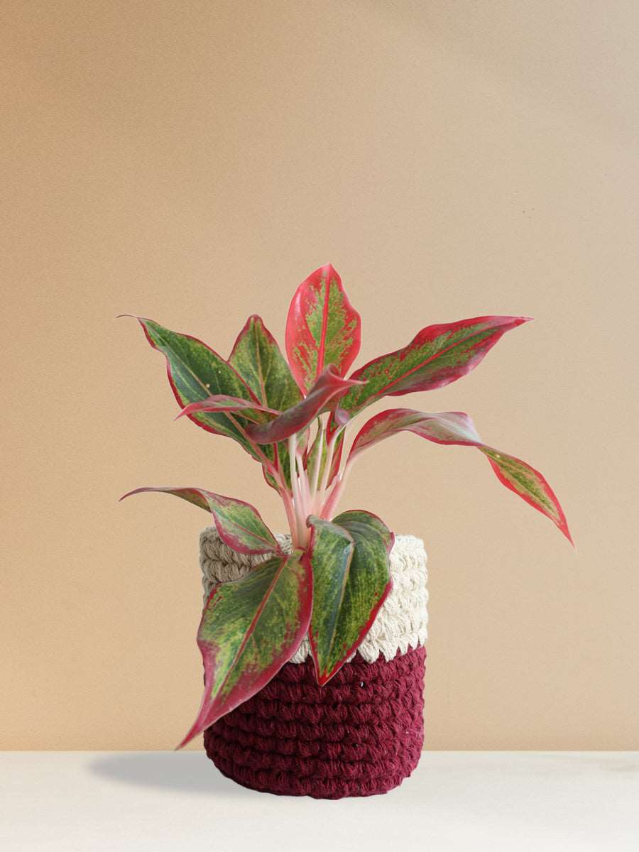 Shop Beautiful potted houseplant Aglaonema red lipstick in eco-friendly red knitted cotton planter online