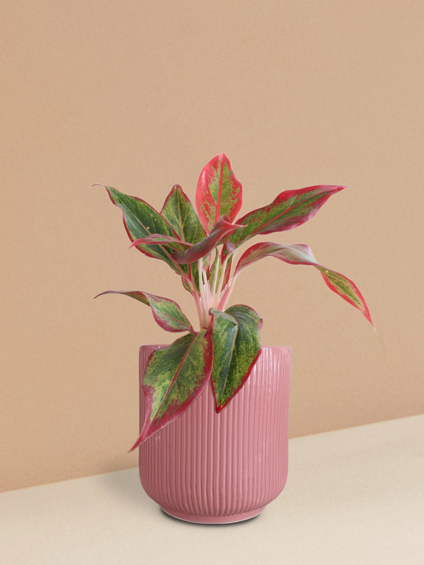 Aglaonema Red Lipstick Plant in Ceramic Pot (Medium)