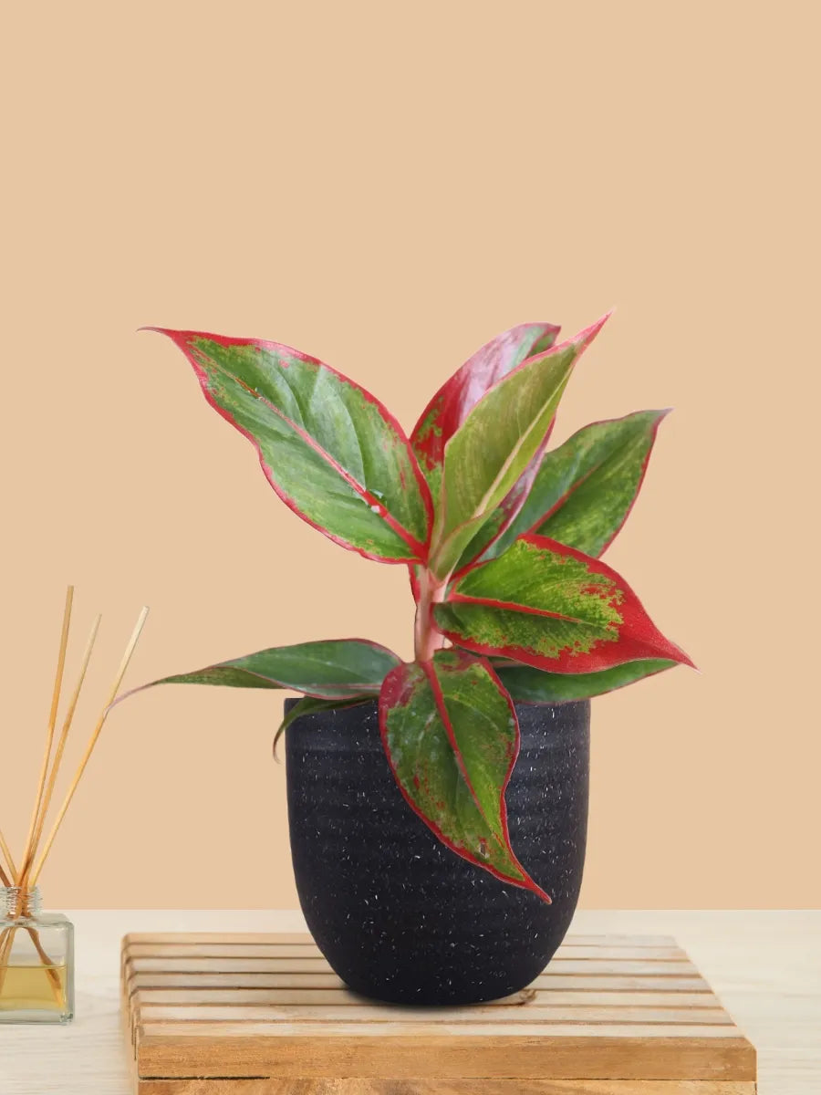 Aglaonema Red Lipstick (Small) in Eco Pot