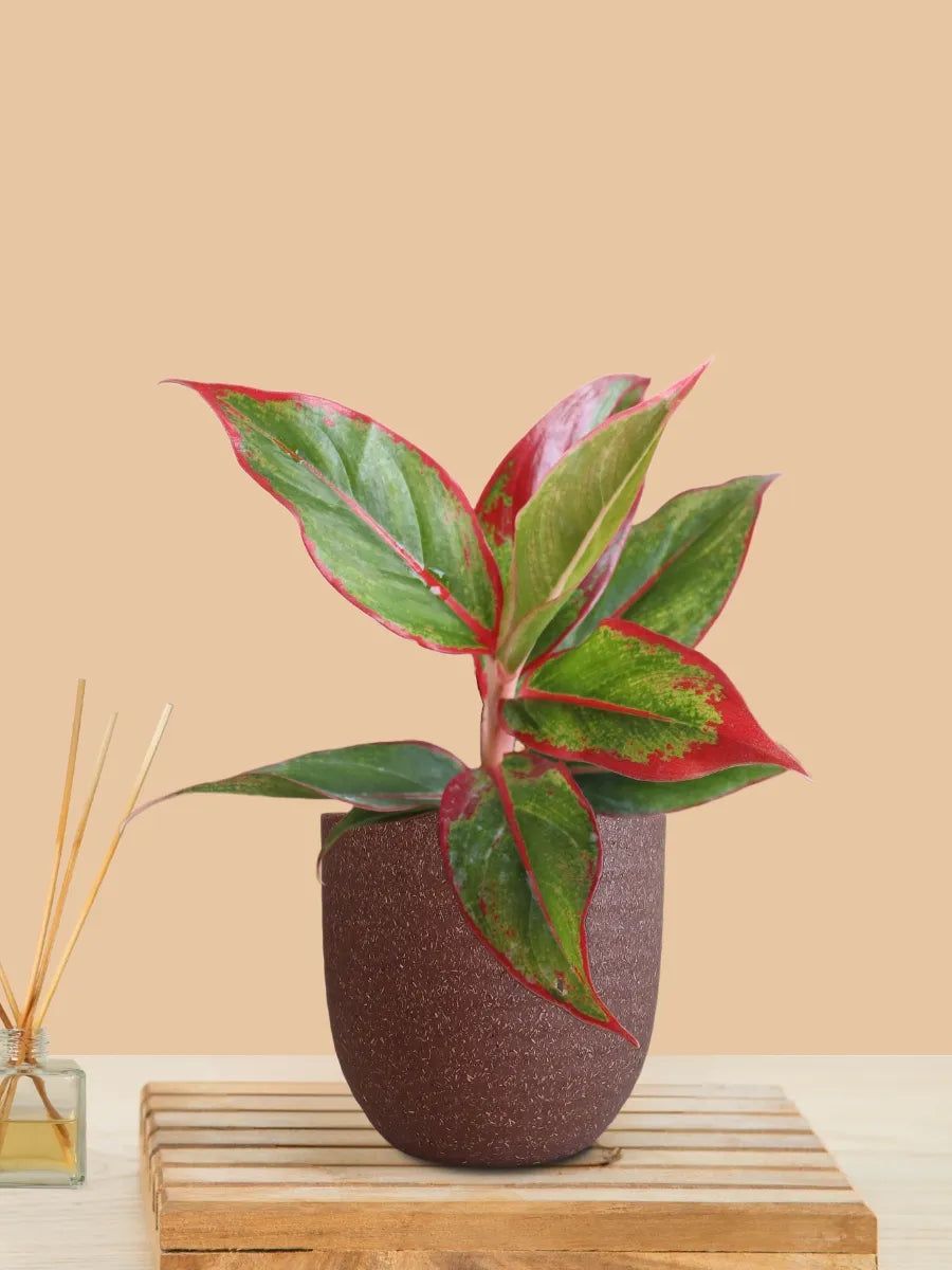 Aglaonema Red Lipstick (Small) in Eco Pot