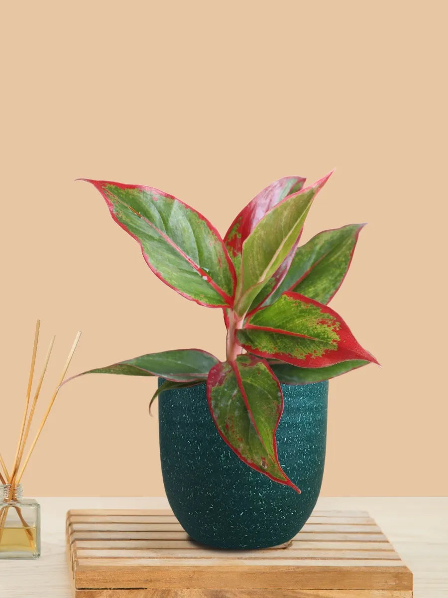 Aglaonema Red Lipstick (Small) in Eco Pot