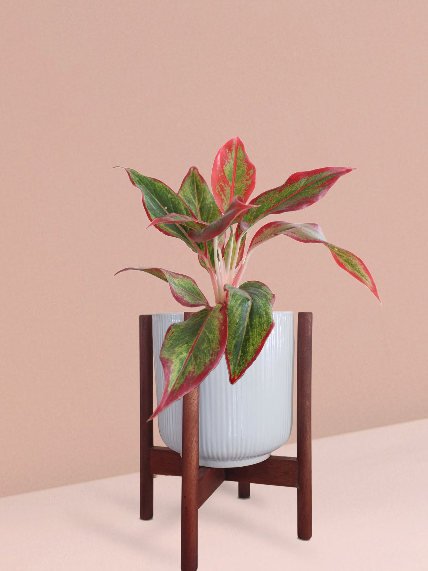 Aglaonema Red Lipstick Plant in Ceramic Pot (Medium)
