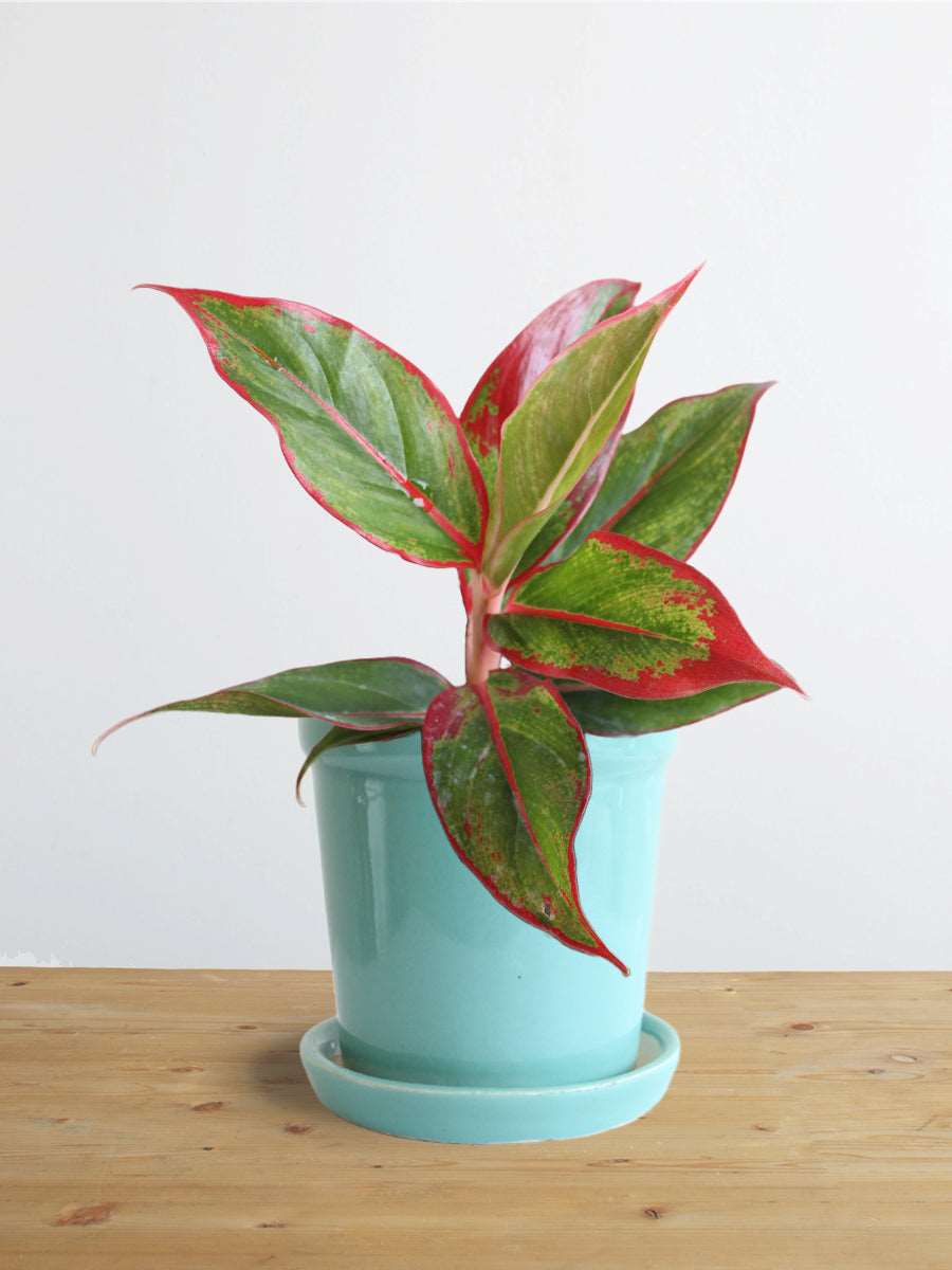 Gift colorful Aglaonema red lipstick plant in premium blue elementary ceramic pot in India