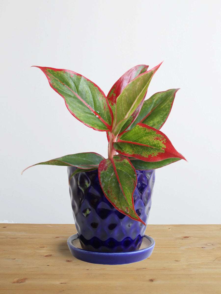 Shop Beautiful potted houseplant Aglaonema red lipstick in eco-friendly navy blue pot online