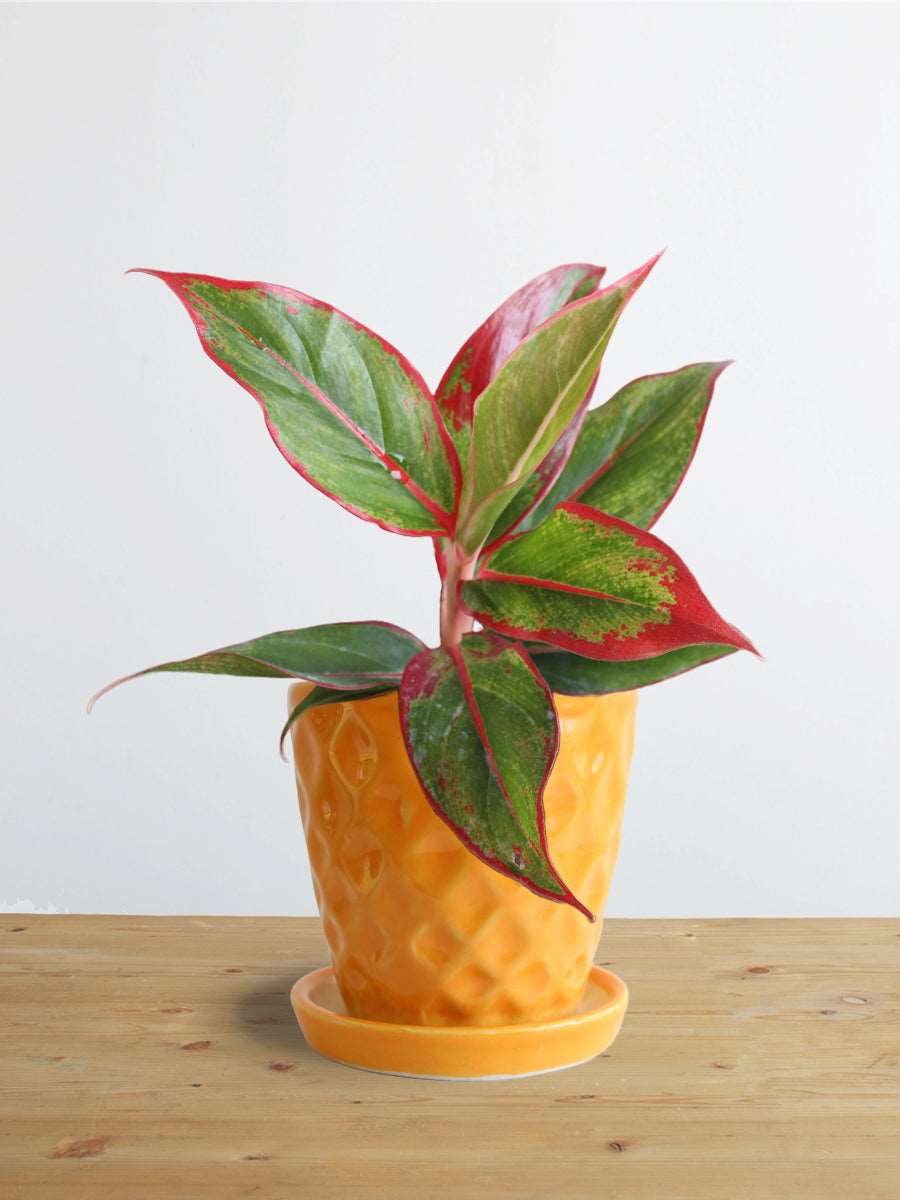 Shop Stunning small houseplant Aglaonema red lipstick in high quality yellow Hawaiian ceramic pot in India