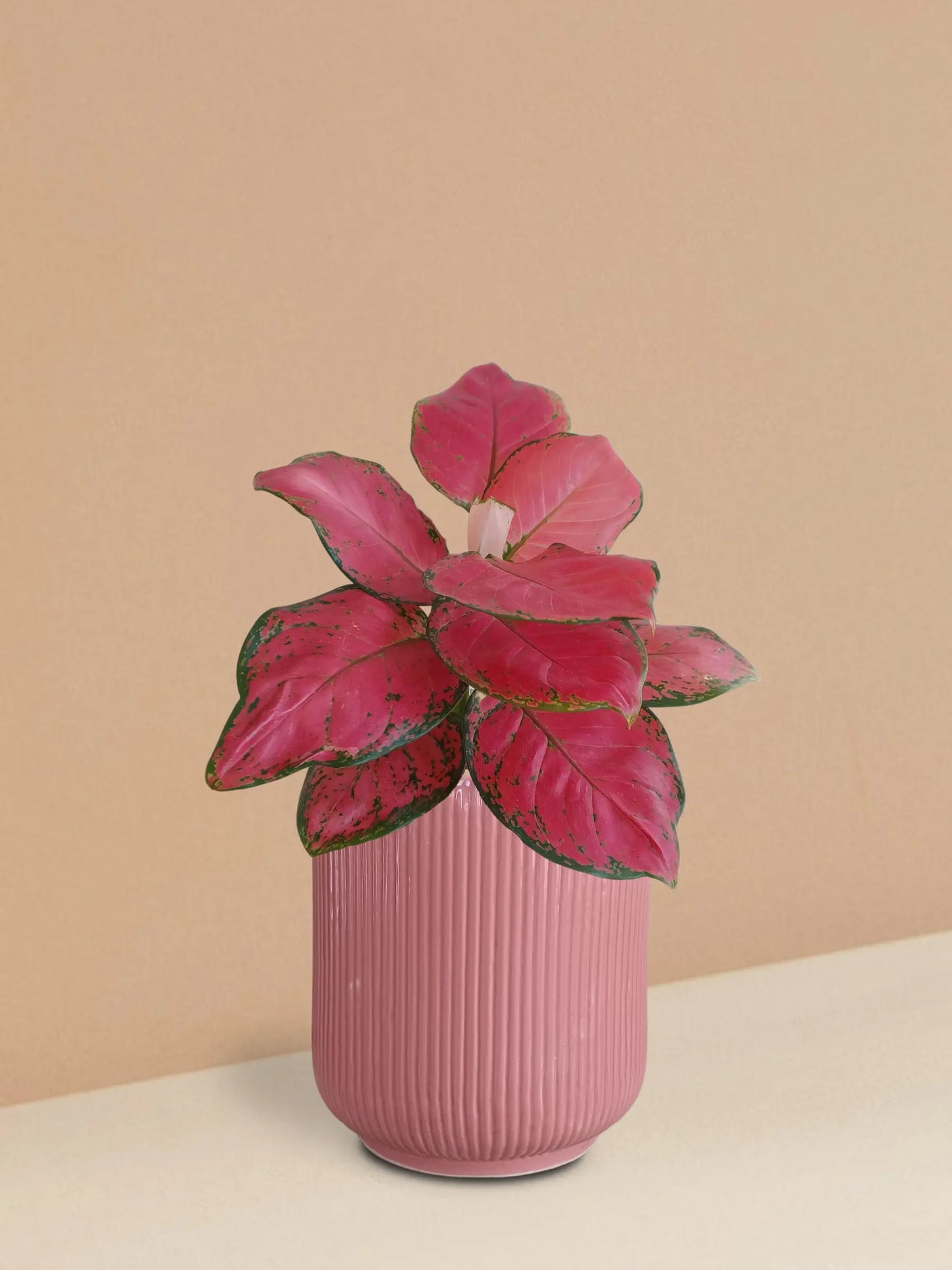 Aglaonema Red Ruby Plant in Ceramic Pot (Medium)