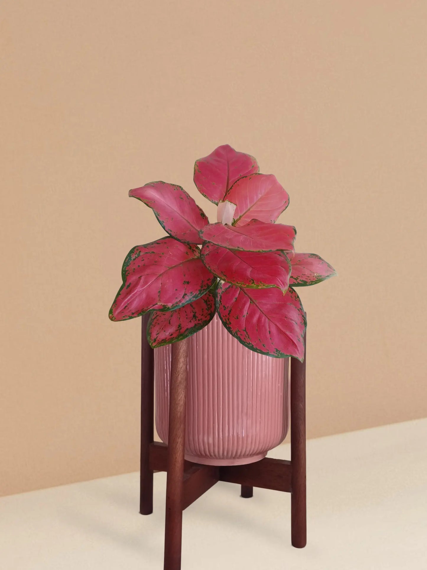 Aglaonema Red Ruby Plant in Ceramic Pot (Medium)