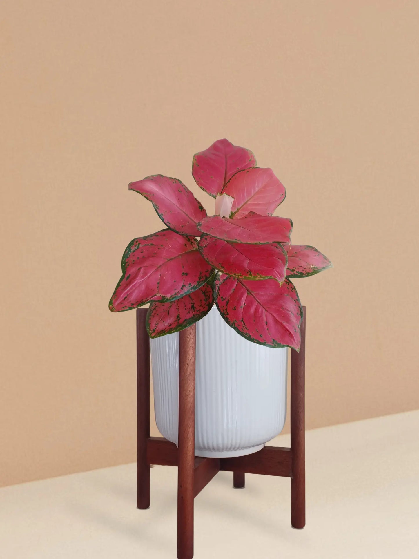 Aglaonema Red Ruby Plant in Ceramic Pot (Medium)