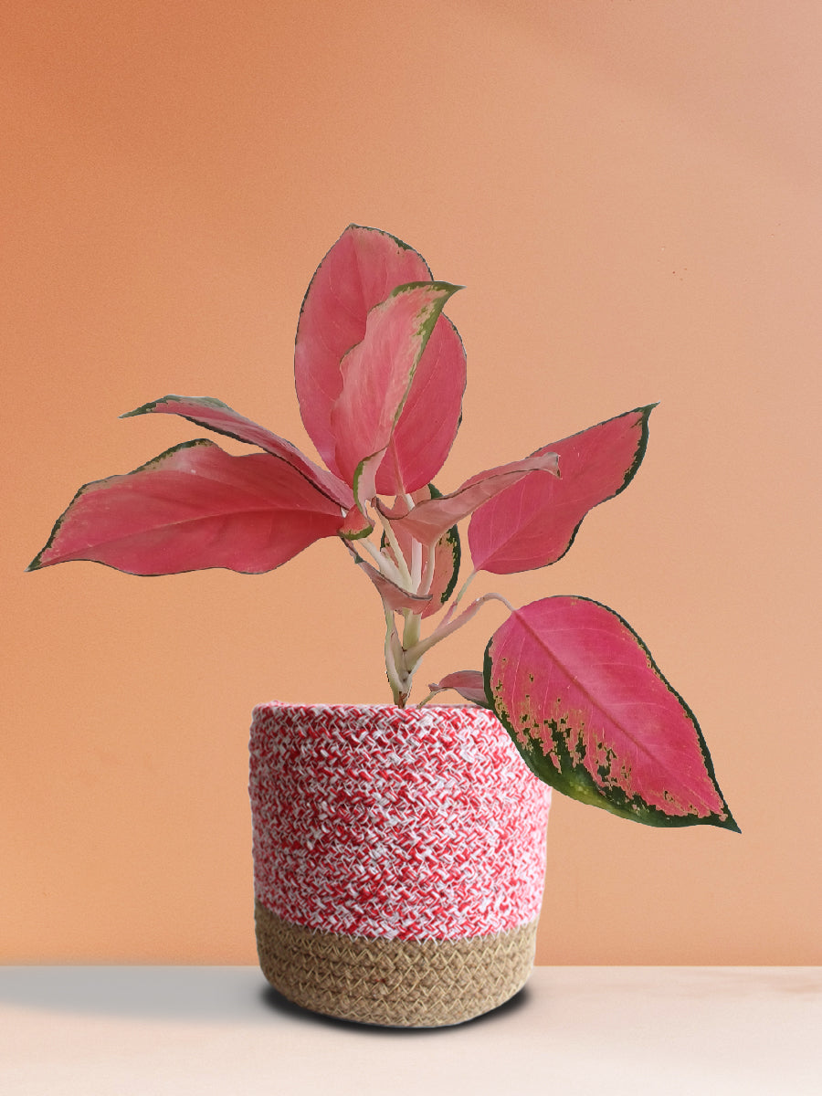 Aglaonema Suksom Jaipong (Medium)