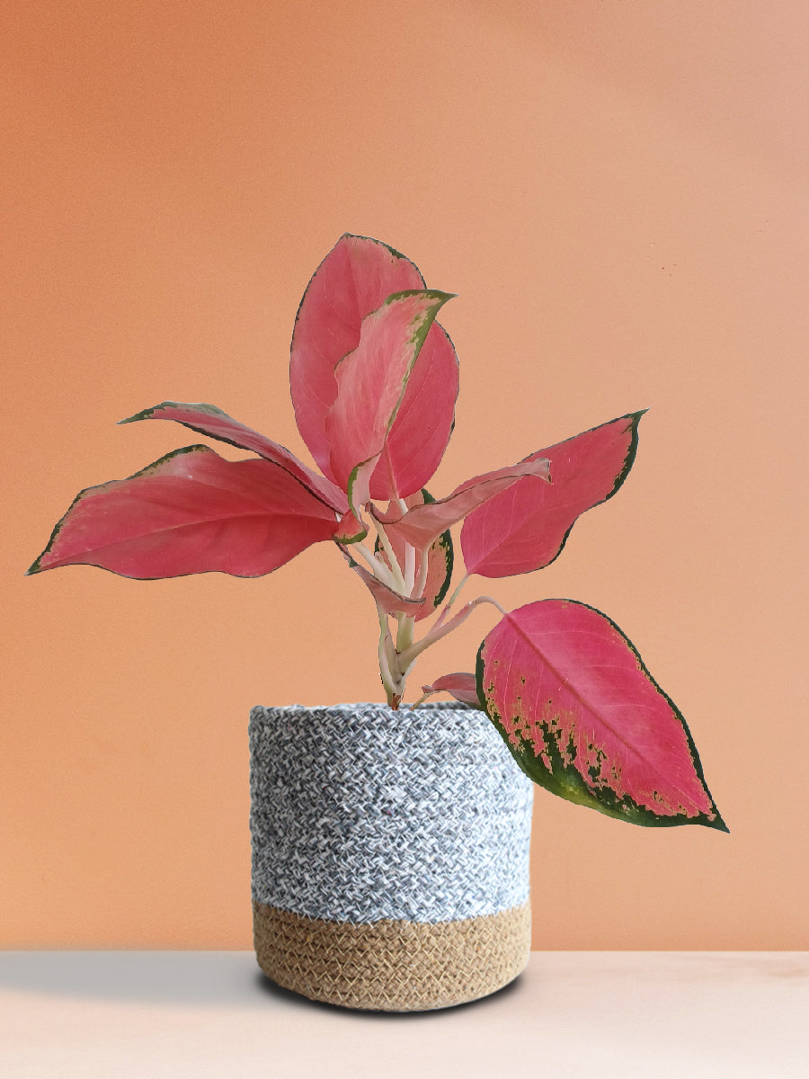 Aglaonema Suksom Jaipong (Medium)