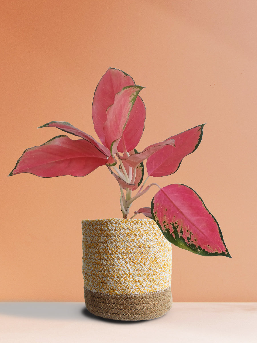 Aglaonema Suksom Jaipong (Medium)