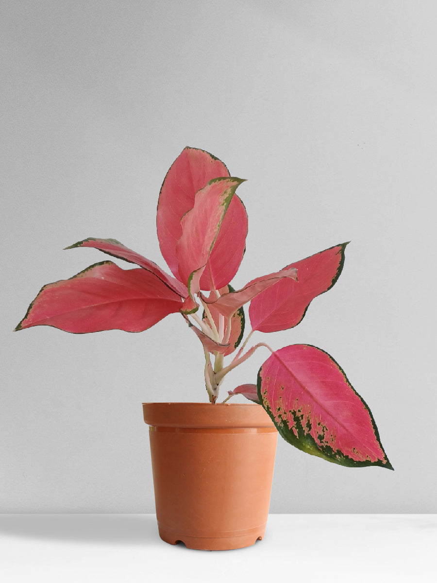 Aglaonema Suksom Jaipong (Medium)