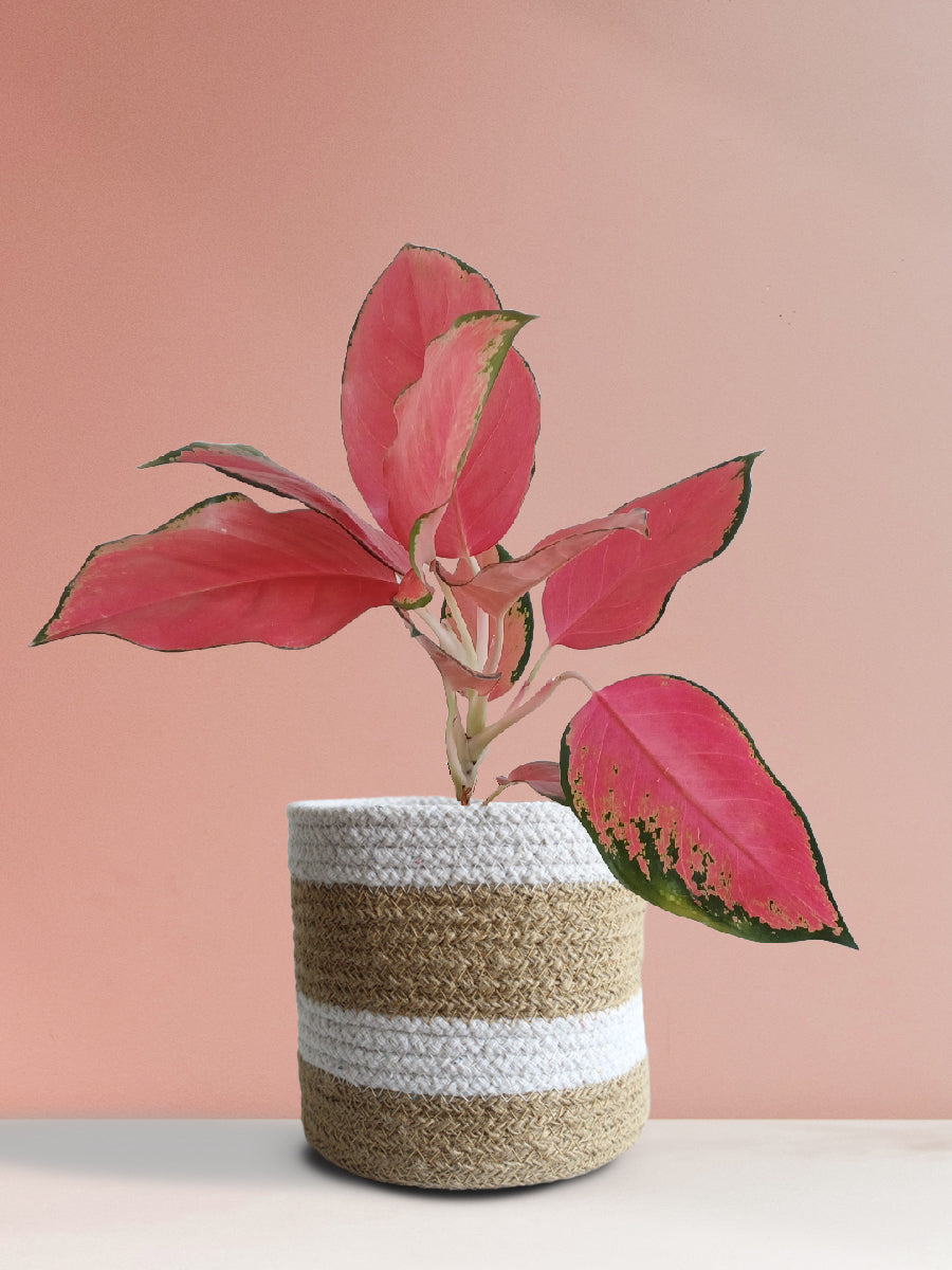 Aglaonema Suksom Jaipong (Medium)