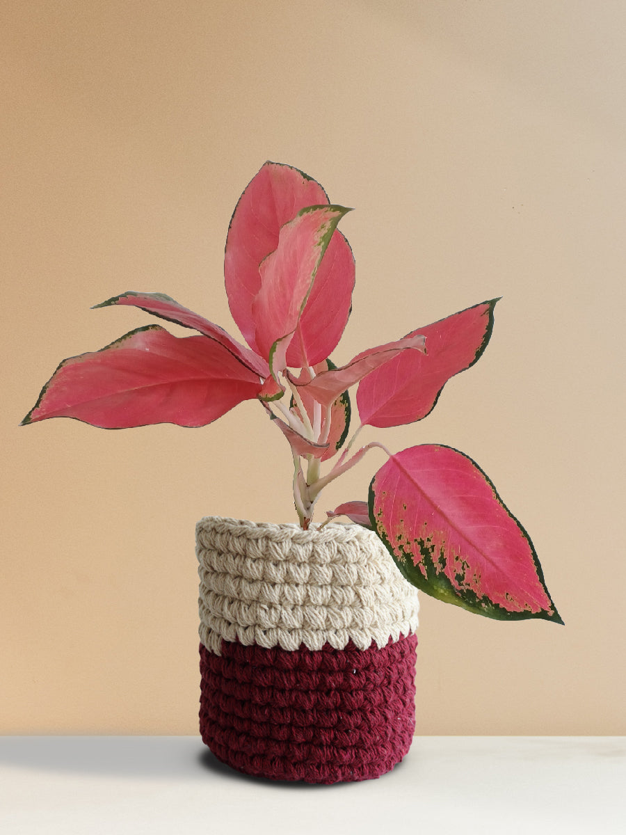 Aglaonema Suksom Jaipong (Medium)