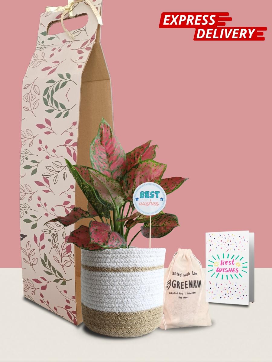 Aglaonema Red Valentine Plant Gift in Eco Pot (Medium)