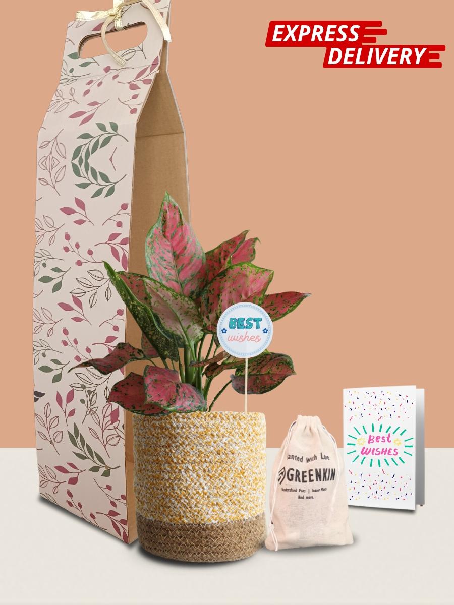 Aglaonema Red Valentine Plant Gift in Eco Pot (Medium)