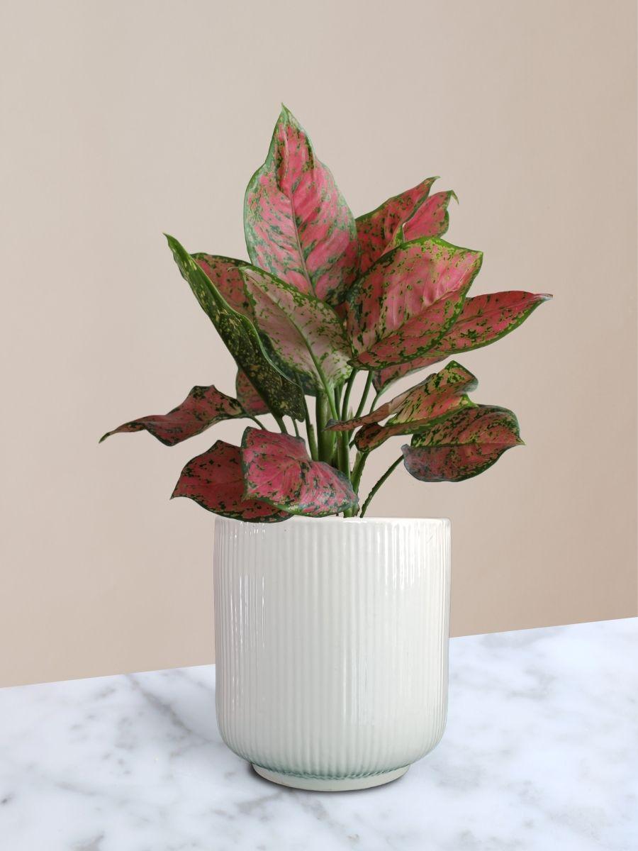 Aglaonema Red Valentine Plant in Ceramic Pot (Medium)