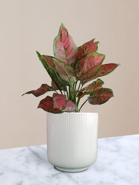 Aglaonema Red Valentine Plant in Ceramic Pot (Medium)