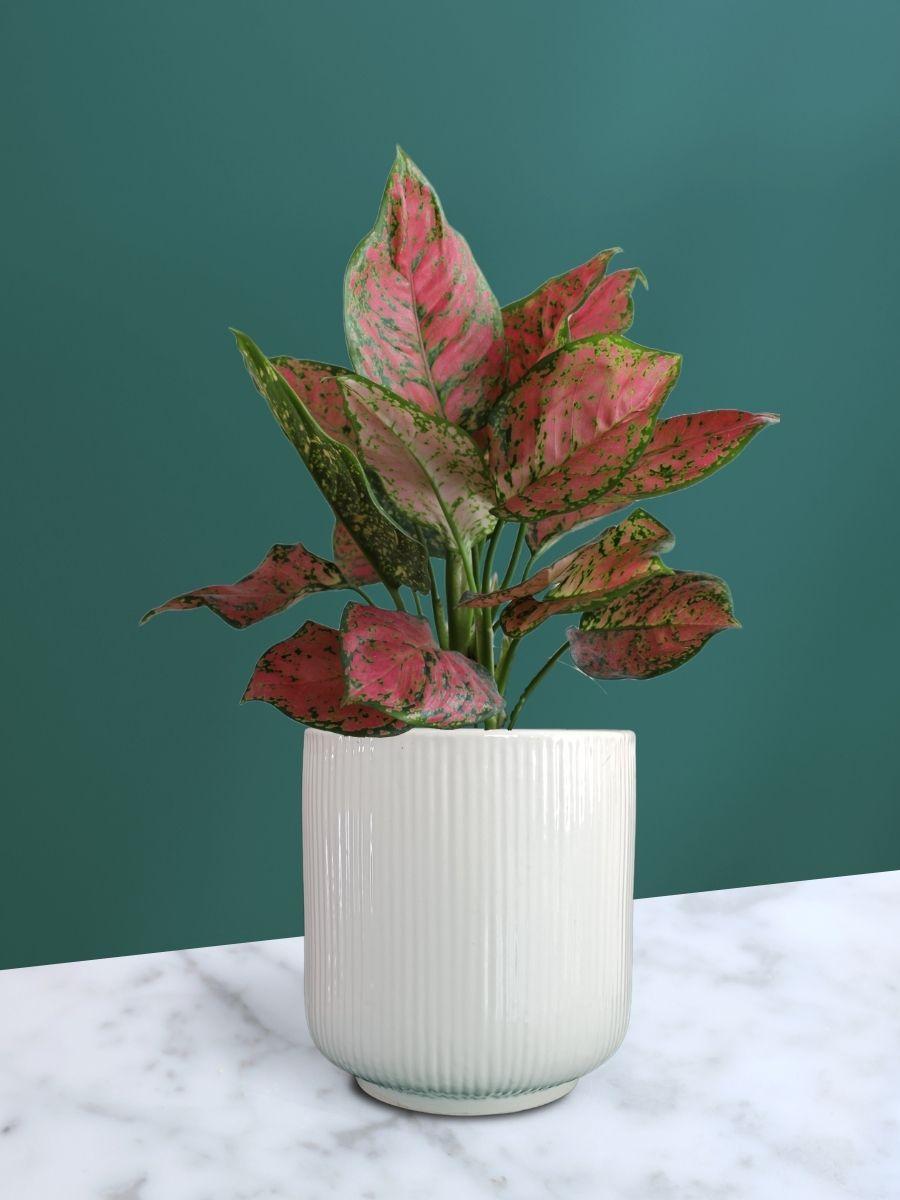 Aglaonema Red Valentine Plant in Ceramic Pot (Medium)