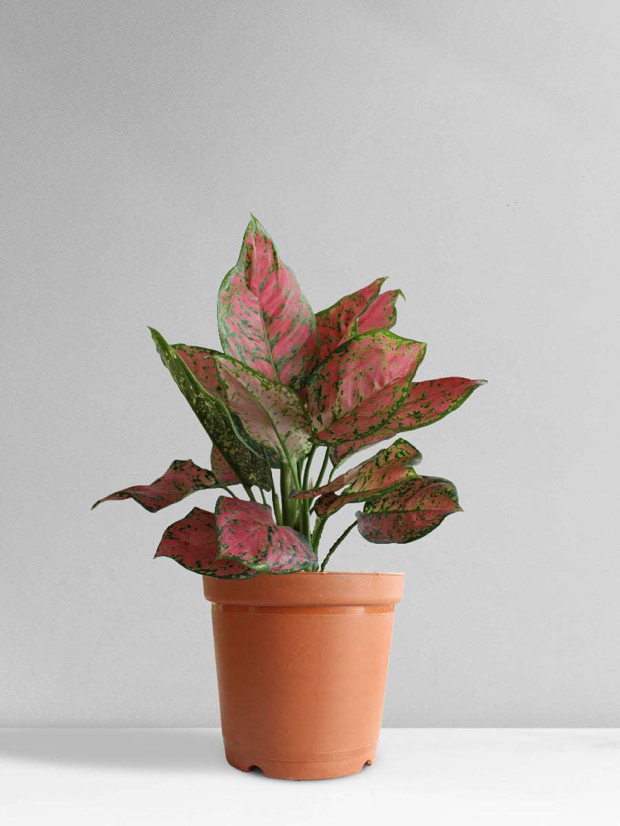Aglaonema Red Valentine (Medium)