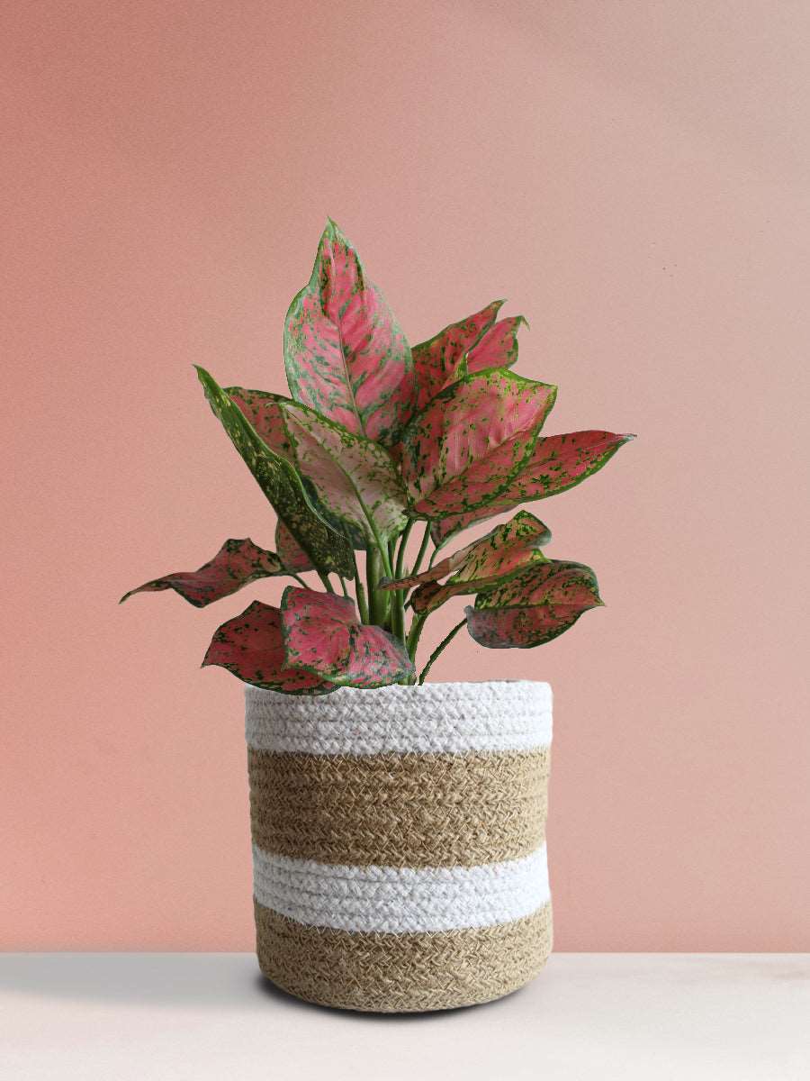 Buy gorgeous medium plant Aglaonema red in high quality brown jute pot online