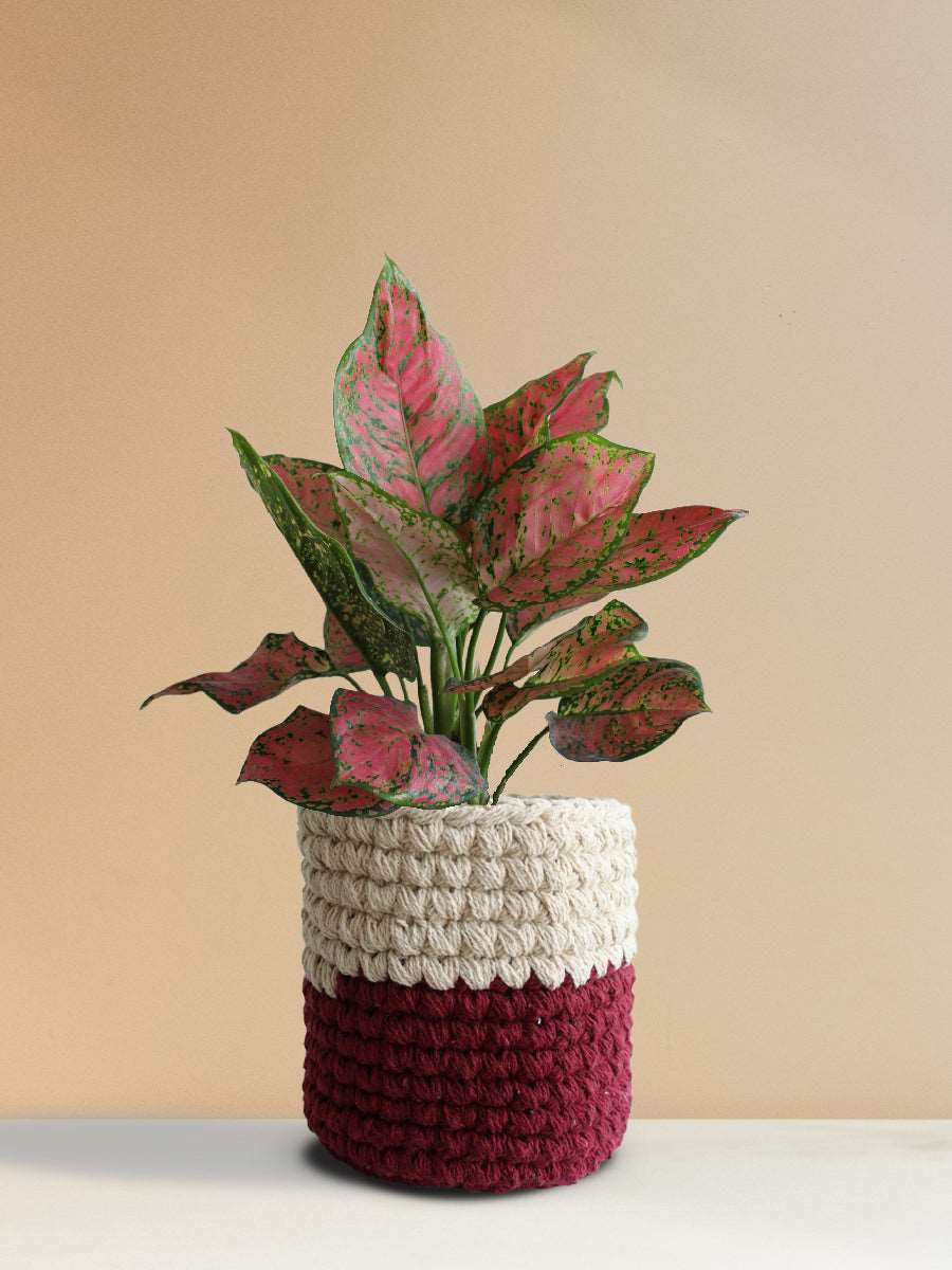 Shop Beautiful potted houseplant Aglaonema red Valentine in eco-friendly red knitted cotton planter online