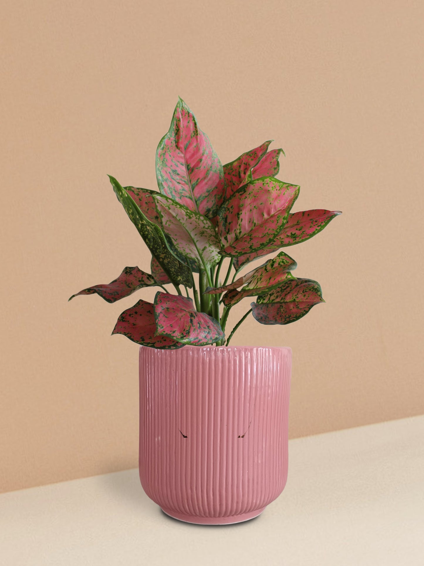 Aglaonema Red Valentine Plant in Ceramic Pot (Medium)