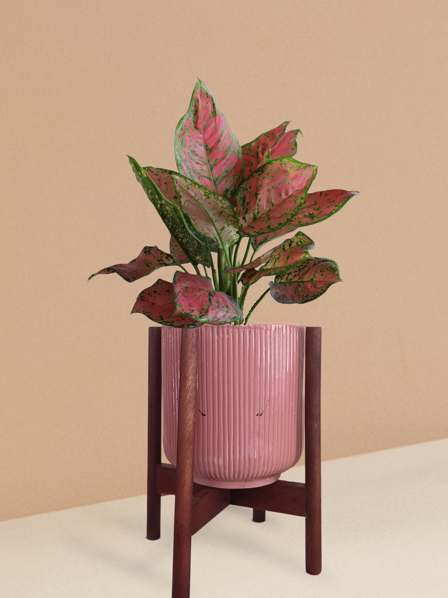 Aglaonema Red Valentine Plant in Ceramic Pot (Medium)