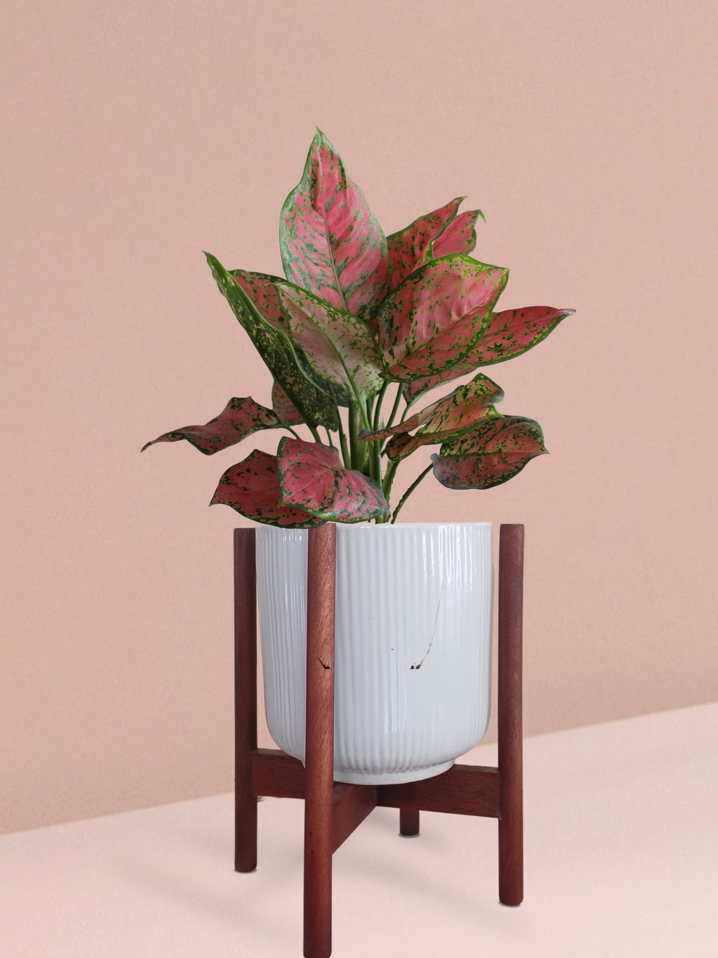 Aglaonema Red Valentine Plant in Ceramic Pot (Medium)