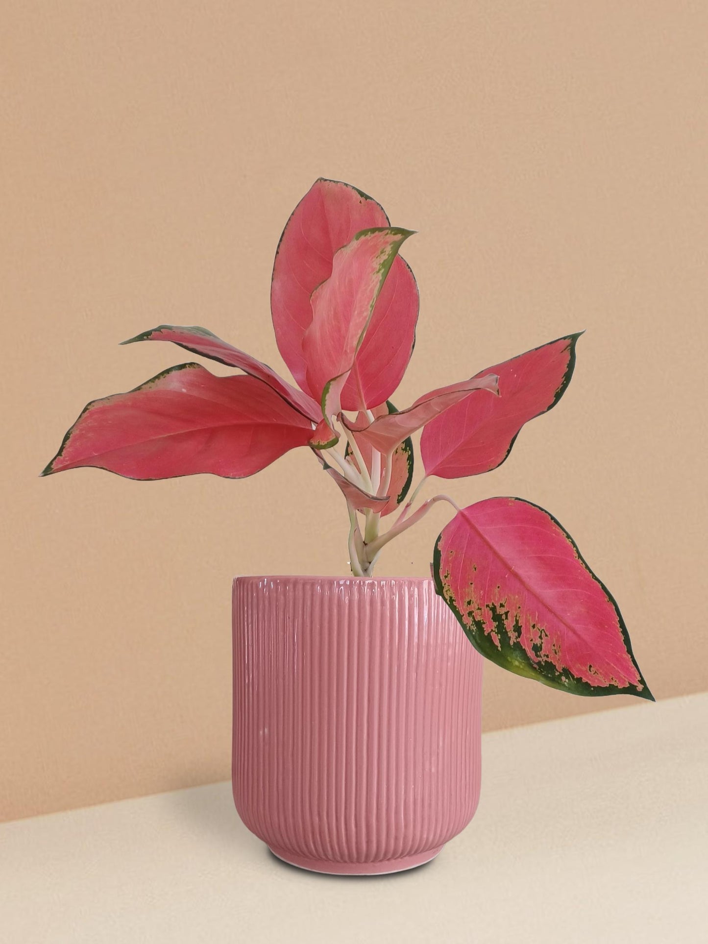 Aglaonema Suksom Jaipong Plant in Ceramic Pot (Medium)