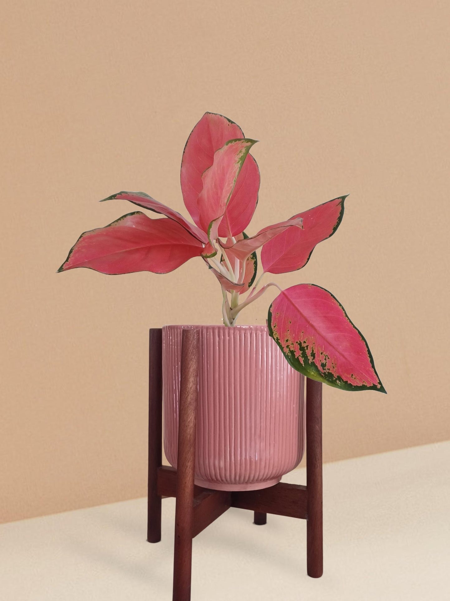 Aglaonema Suksom Jaipong Plant in Ceramic Pot (Medium)