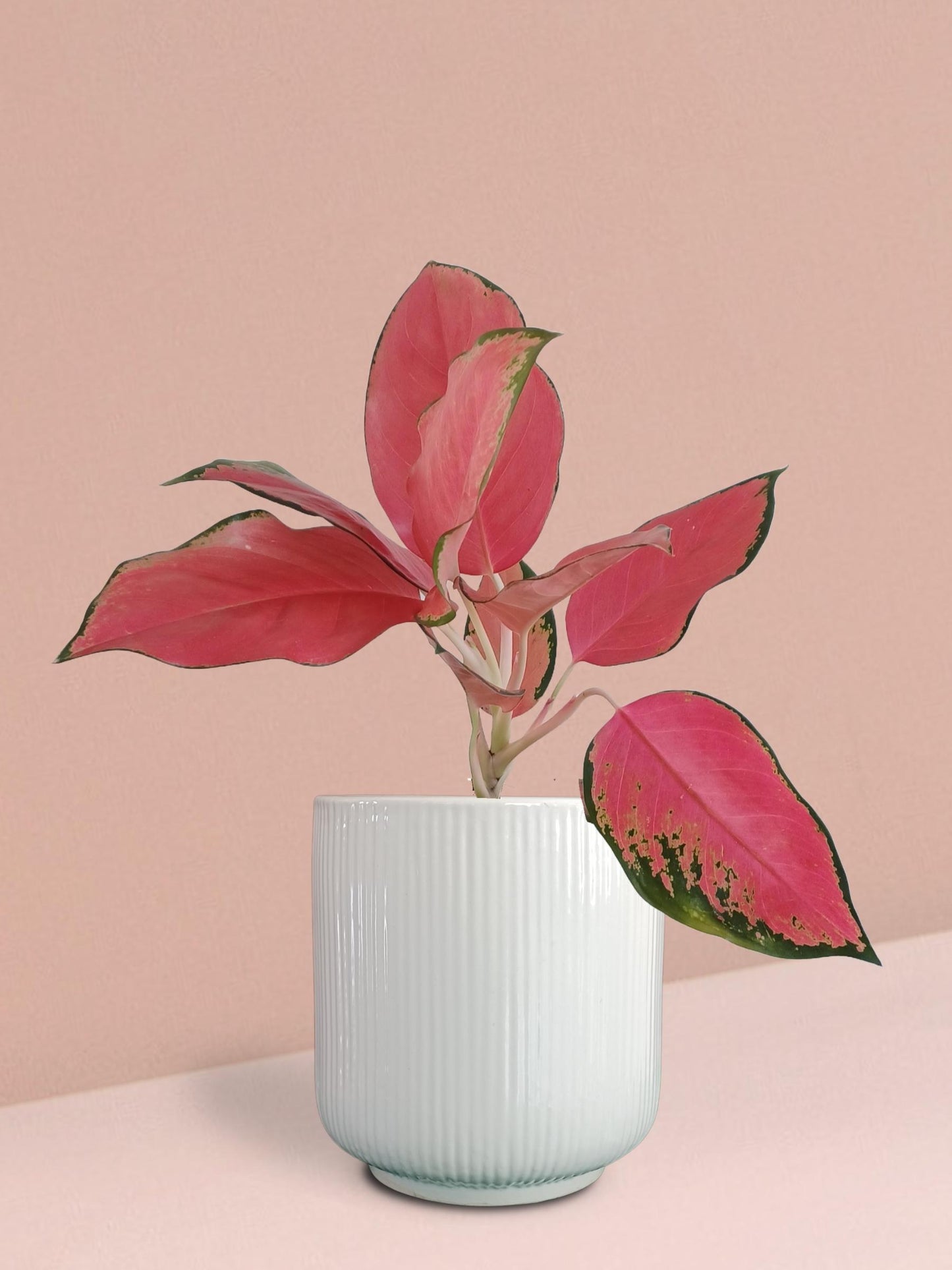 Aglaonema Suksom Jaipong Plant in Ceramic Pot (Medium)