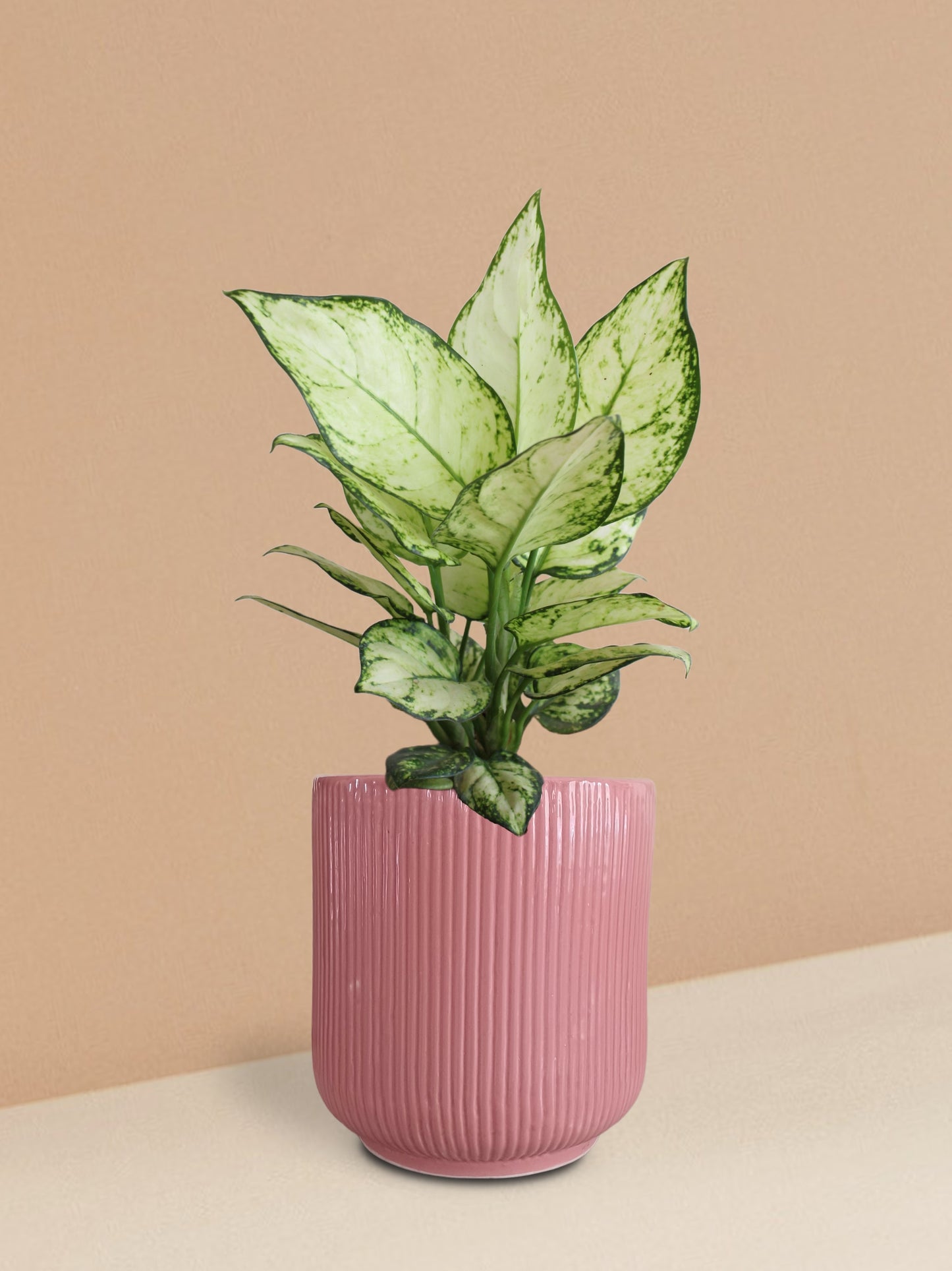 Aglaonema Super White Plant in Ceramic Pot (Medium)