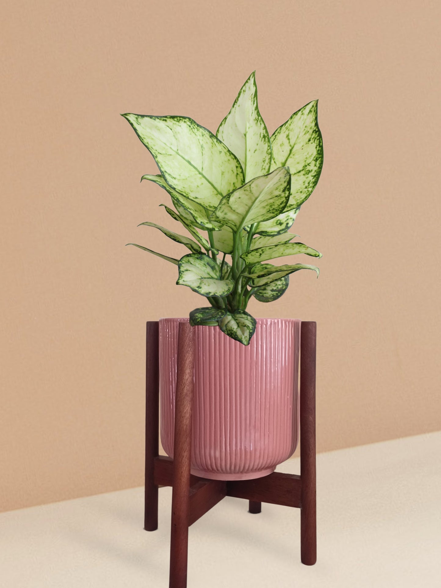 Aglaonema Super White Plant in Ceramic Pot (Medium)