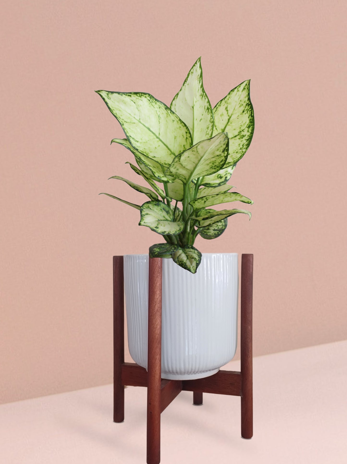 Aglaonema Super White Plant in Ceramic Pot (Medium)