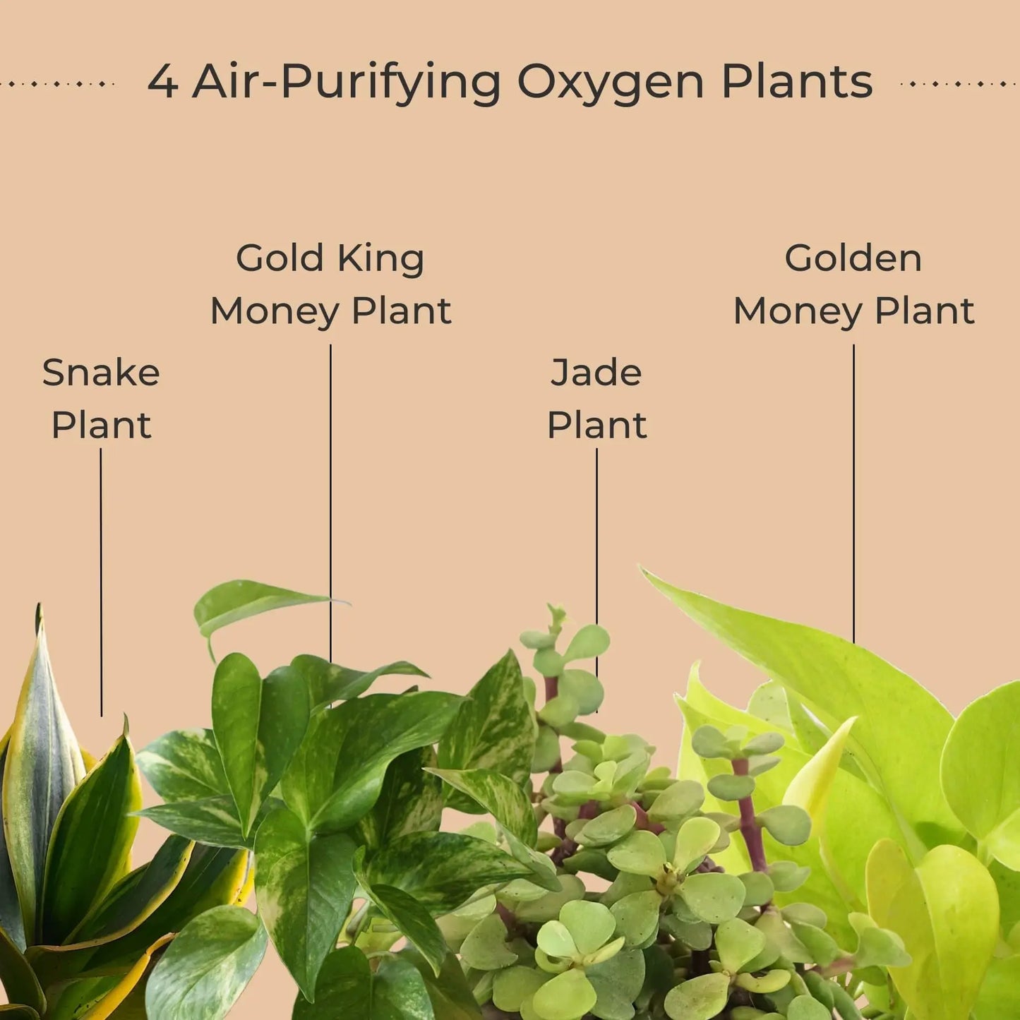 Air Purifying Plants Combo in Metal Pots (Small)