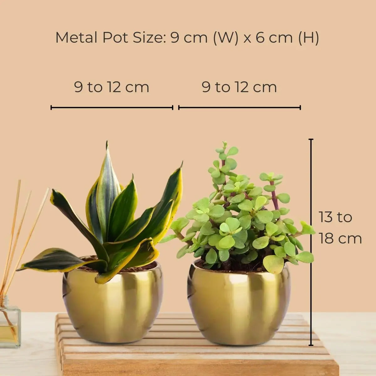 Air Purifying Plants Combo in Metal Pots (Small)