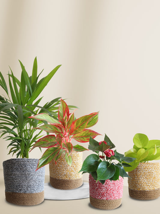 Low maintenance air-purifying plants for oxygen