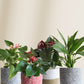 Air Purifying Plants with Flowers for home