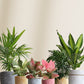 air-purifying plants for living room