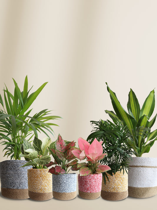 air-purifying plants for living room