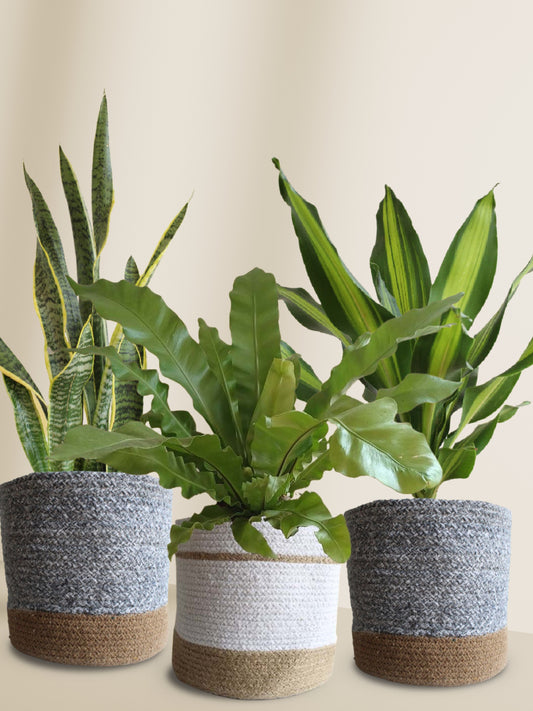 tall air-purifying plants for improving indoor air quality