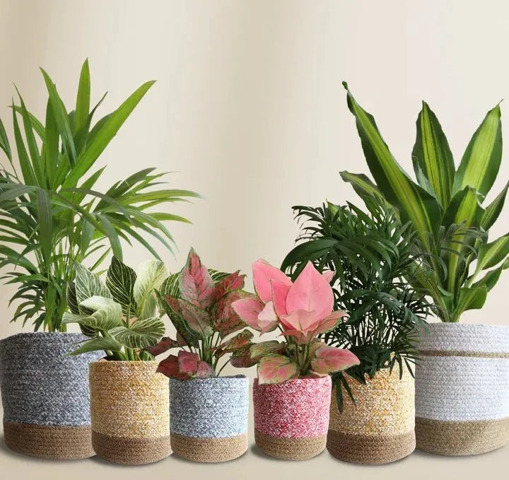 Buy beautiful indoor plants online in India